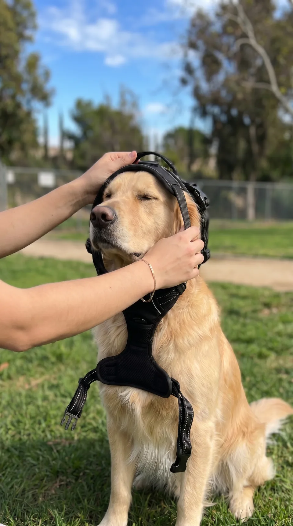 Trär på Dog Control Pro-selen på en golden retriever