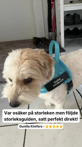 Happy dog with Dog Control Pro